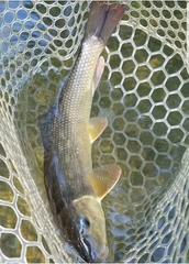 Catostomus commersonii