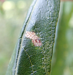 Caloptilia stigmatella