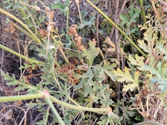 Pelargonium dolomiticum