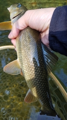 Catostomus commersonii