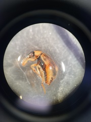 Berosus
