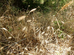 Elymus virginicus