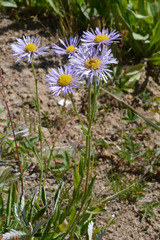 Erigeron formosissimus