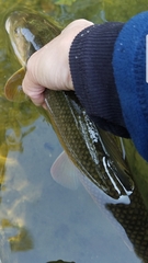 Catostomus commersonii