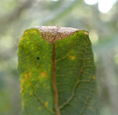 Caloptilia stigmatella