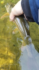 Catostomus commersonii