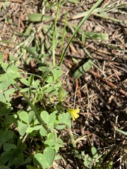Oxalis dillenii