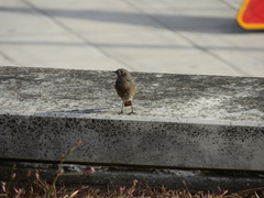 Phoenicurus ochruros