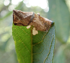 Caloptilia stigmatella
