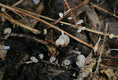 Paramarasmius