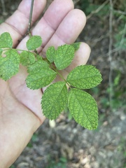 Rosa rubiginosa