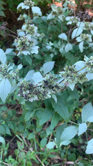 Pycnanthemum albescens