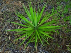 Yucca gigantea