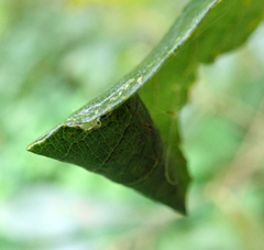 Caloptilia stigmatella