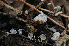Paramarasmius