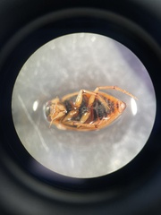 Berosus