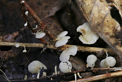 Paramarasmius