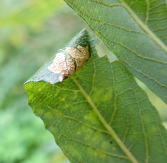 Caloptilia stigmatella