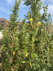 Oenothera clelandii
