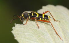 Clytus arietis