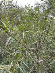 Salix interior