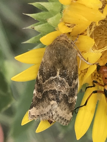 Schinia mortua