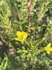 Oenothera clelandii