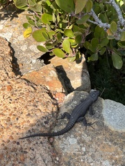 Cordylus niger