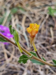 Oenothera indecora