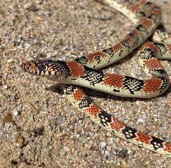 Rhinocheilus lecontei