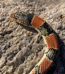 Rhinocheilus lecontei