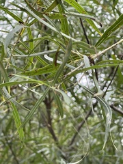 Salix interior