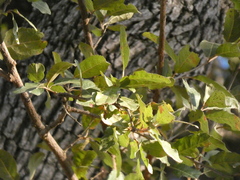 Combretum imberbe