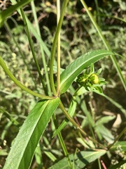Bidens laevis