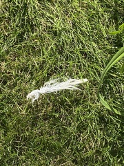 Streptopelia decaocto