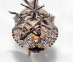 Brochymena quadripustulata