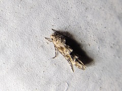 Mompha stellella
