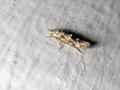 Mompha stellella