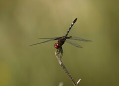 Dythemis fugax