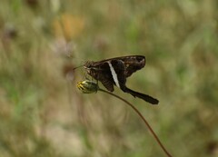 Chioides albofasciatus