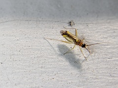 Campyloneura virgula