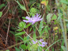 Stokesia laevis
