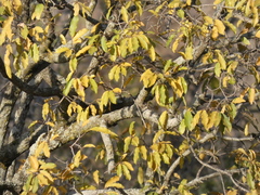 Diospyros mespiliformis