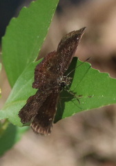 Staphylus hayhurstii