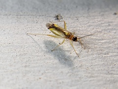 Campyloneura virgula