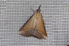 Hypena conscitalis