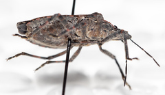 Brochymena quadripustulata