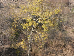 Diospyros mespiliformis