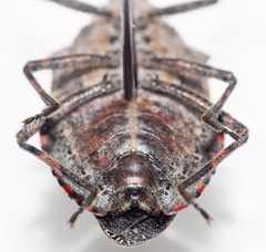 Brochymena quadripustulata