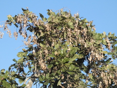 Philenoptera violacea